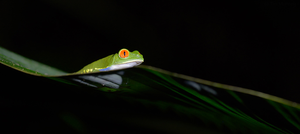 Red-eyed Tree Frog